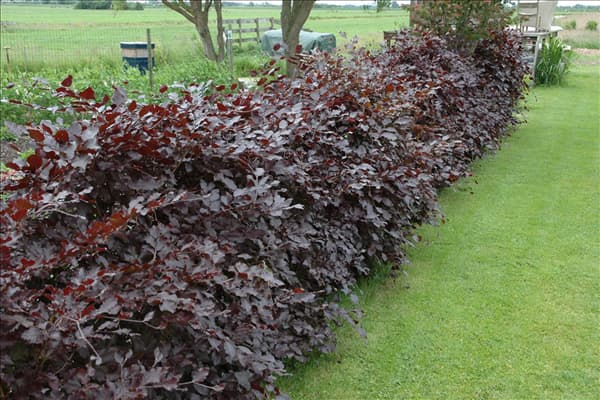 Fagus sylvatica 'Purpurea'