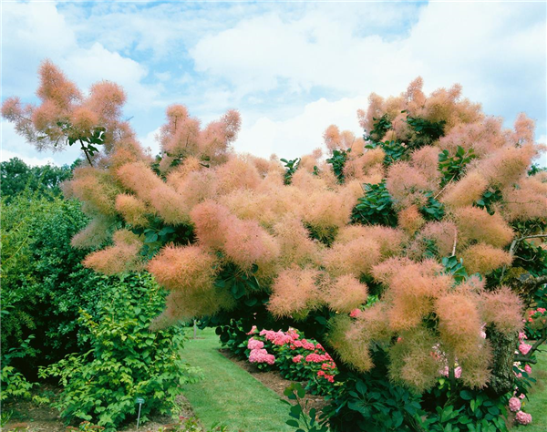 COTINUS COGGYGRIA