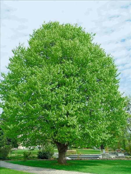 Fagus sylvatica