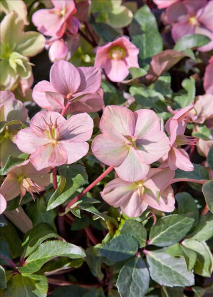 Helleborus Gold Collection ® Cinnamon Snow