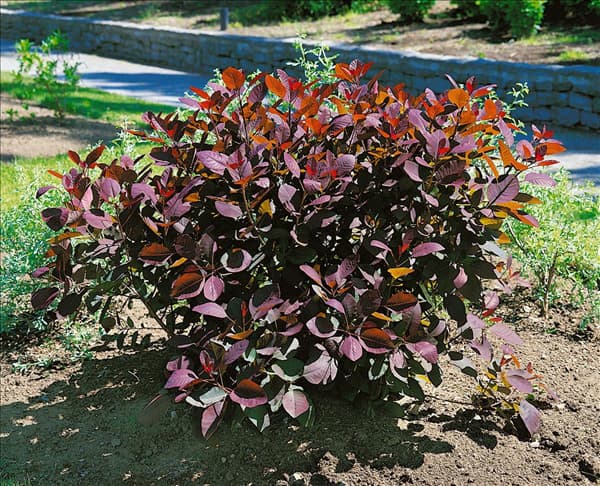 Cotinus coggygria Grace
