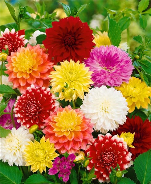 Dahlia Dekorativ Fubuki Mischung