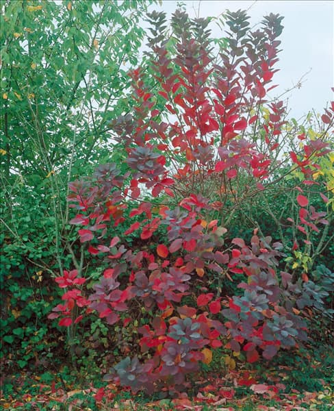 Cotinus coggygria