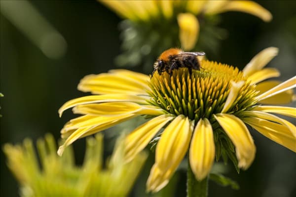 Echinacea purpurea, gelb