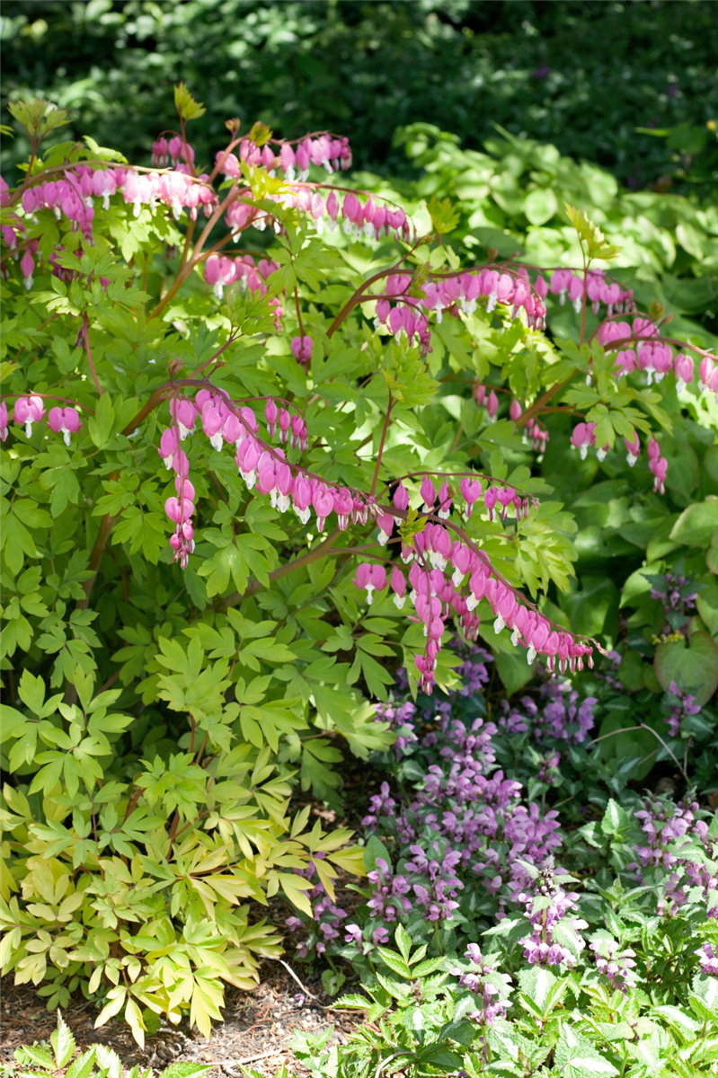 Dicentra spectabilis Gold Heart