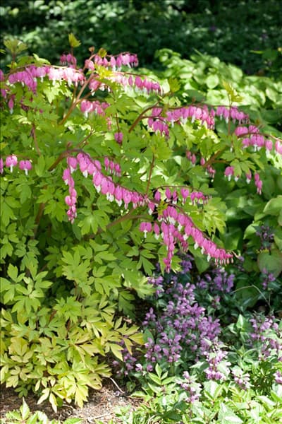 Dicentra spectabilis Gold Heart