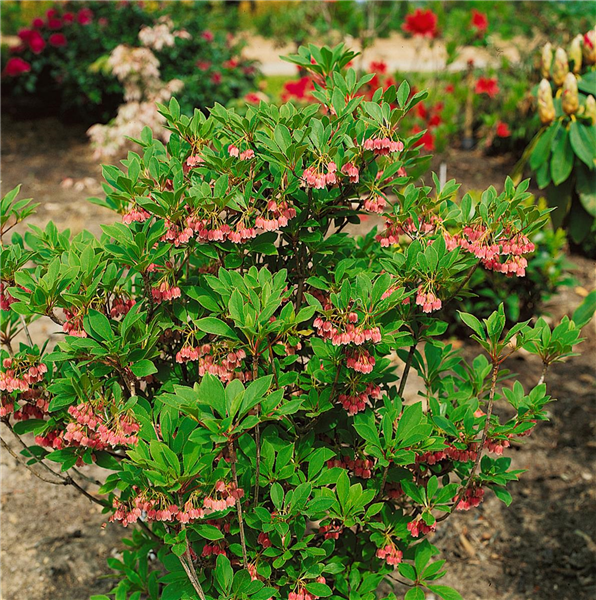 ENKIANTHUS CAMPANULATUS PALIBIN