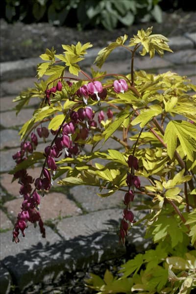 Dicentra spectabilis Gold Heart