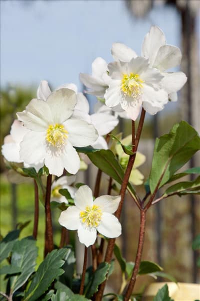Helleborus Gold Collection ® Jacob