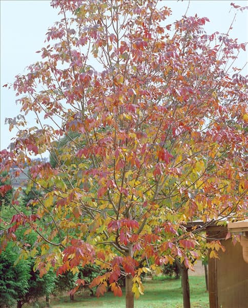 Fraxinus americana
