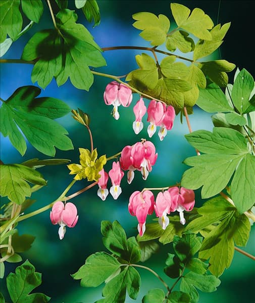Dicentra spectabilis Gold Heart