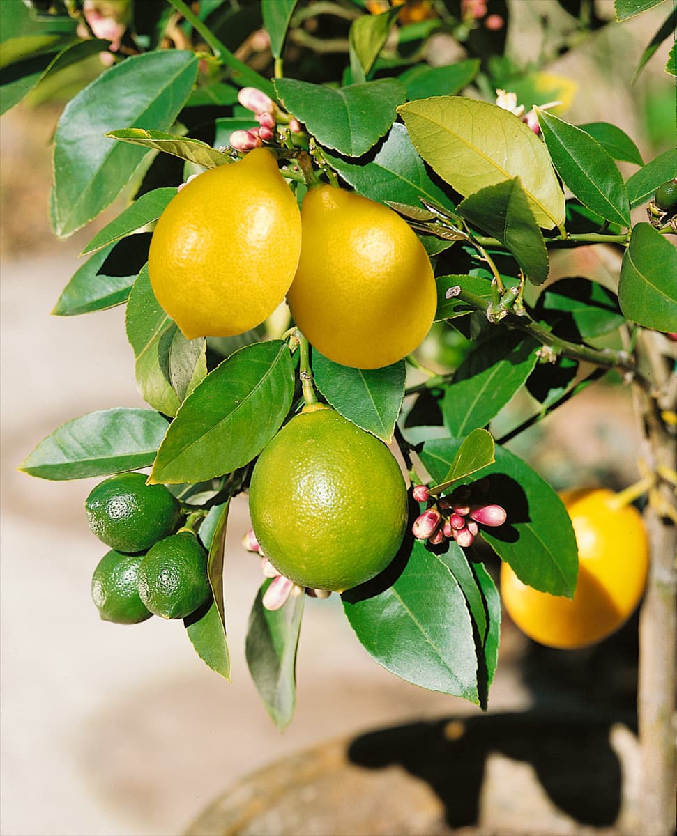 Zitrone/ Citrus limon Meyer Lemon