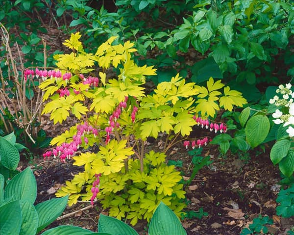 Dicentra spectabilis Gold Heart