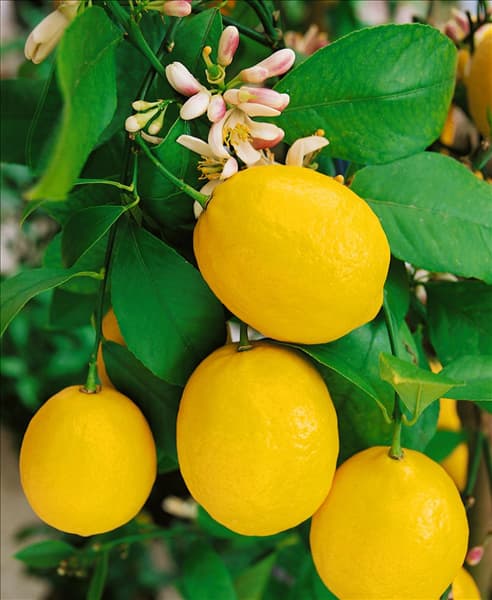 Zitrone / Citrus limon Meyer