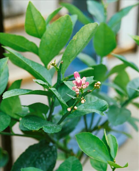Zitrone / Citrus limon Meyer/Blüte