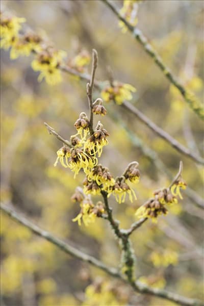 Hamamelis intermedia 'Arnold Promise'