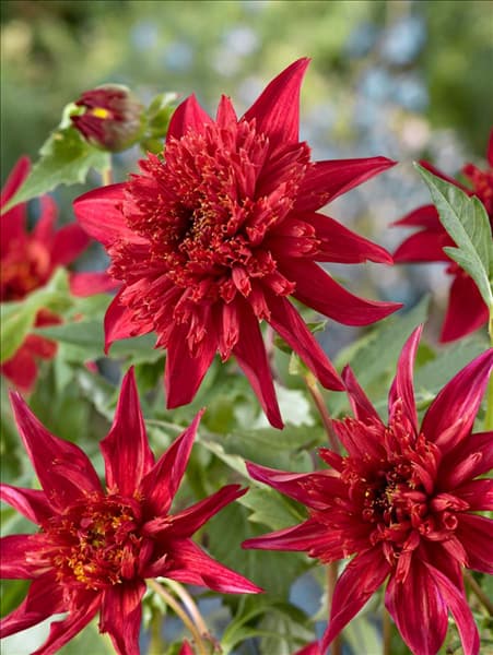 Dahlia anemon Jive