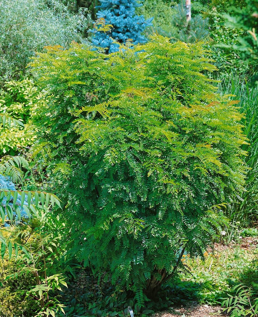 Gleditsia triacanthos Elegantissima