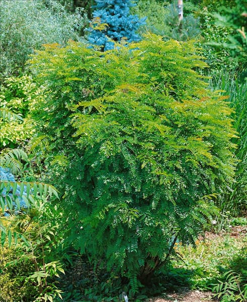 Gleditsia triacanthos Elegantissima
