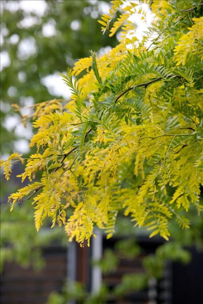 Gleditsia triacanthos Sunburst