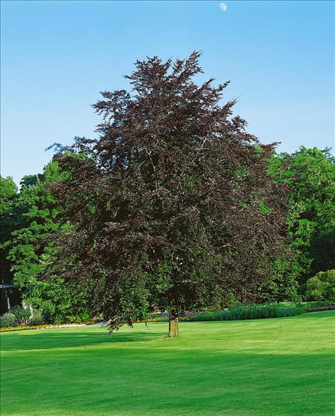 Fagus sylvatica Atropurpurea