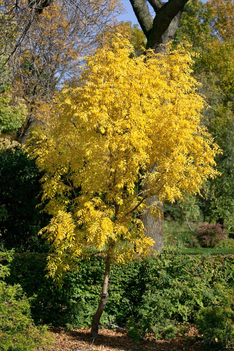 Fraxinus excelsior Aurea
