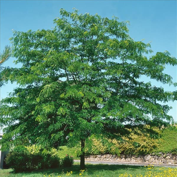 Gleditsia triacanthos Shademaster