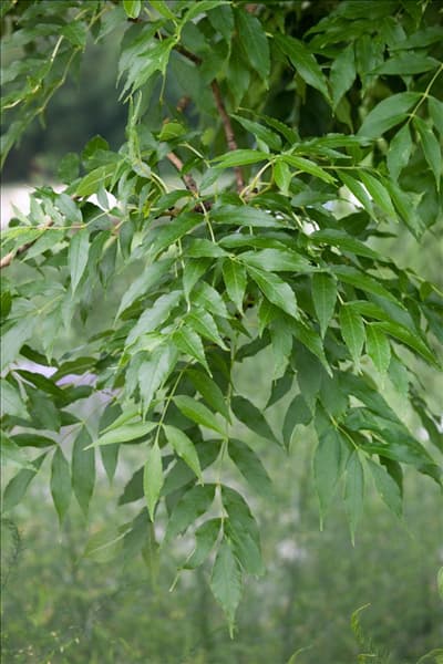 Fraxinus excelsior Allgold