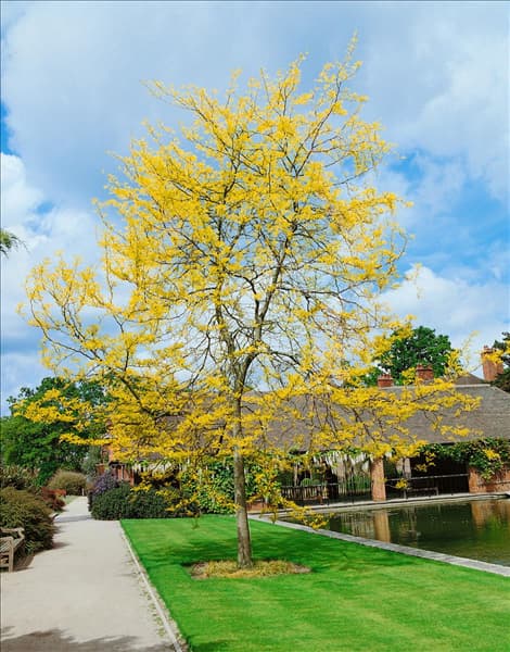 Gleditsia triacanthos Sunburst