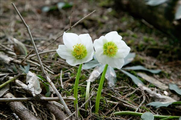 Helleborus niger