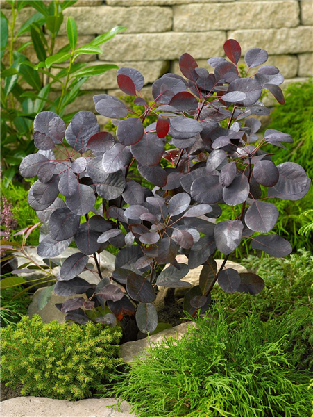 Cotinus coggygria Royal Purple
