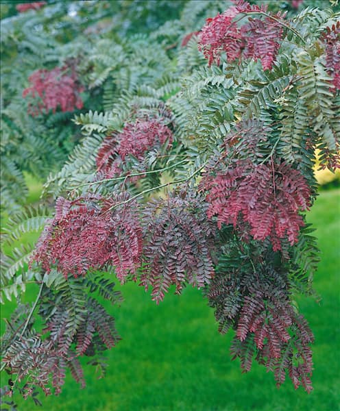 Gleditsia triacanthos Ruby Lace