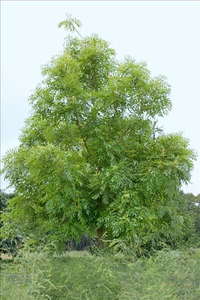 Fraxinus excelsior Allgold