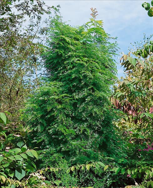 Gleditsia triacanthos Elegantissima