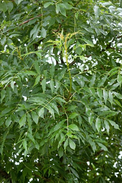 Fraxinus excelsior Allgold