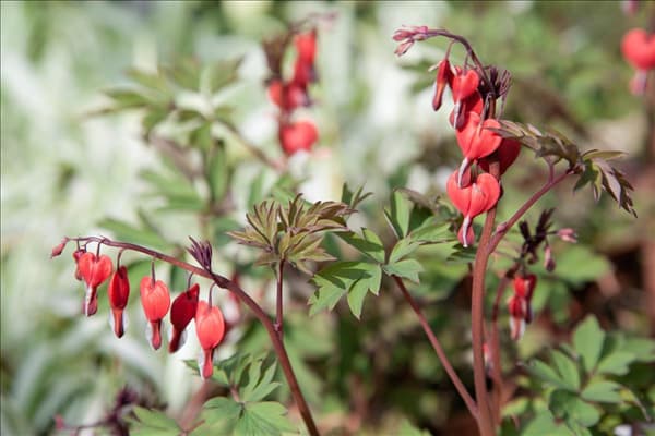 Dicentra spectabilis Valentine