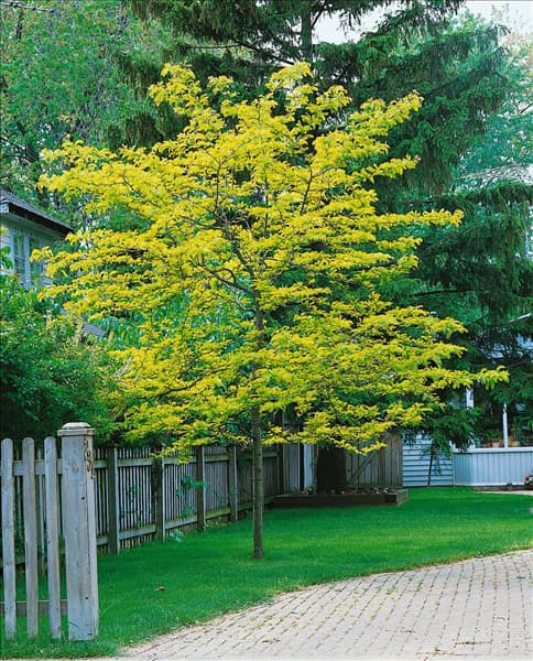 Gleditsia triacanthos Sunburst
