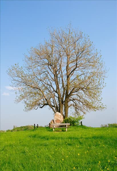 Fraxinus excelsior im Frühling