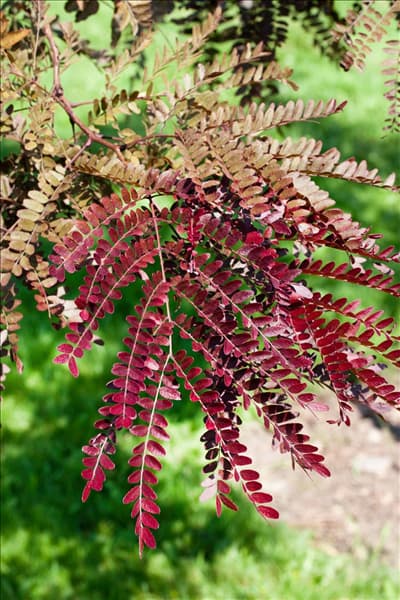 Gleditsia triacanthos Ruby Lace