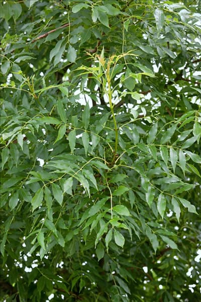 Fraxinus excelsior Allgold