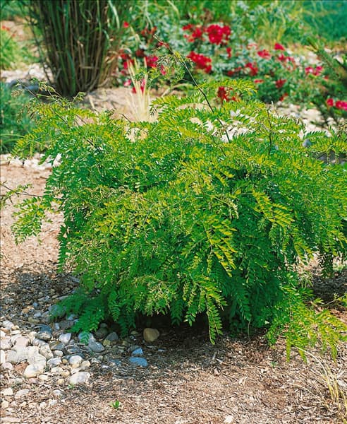 Gleditsia triacanthos Elegantissima