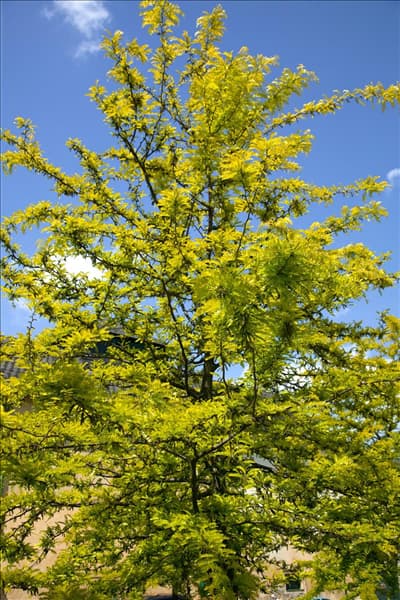 Gleditsia triacanthos Sunburst