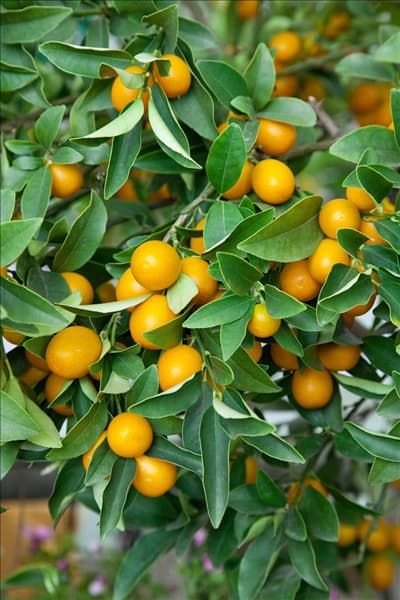 Fortunella margarita