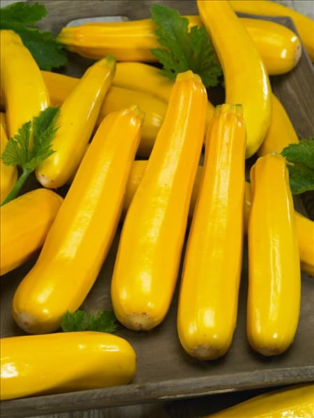 Cucurbita pepo con. giromontiina Gold Rush F1