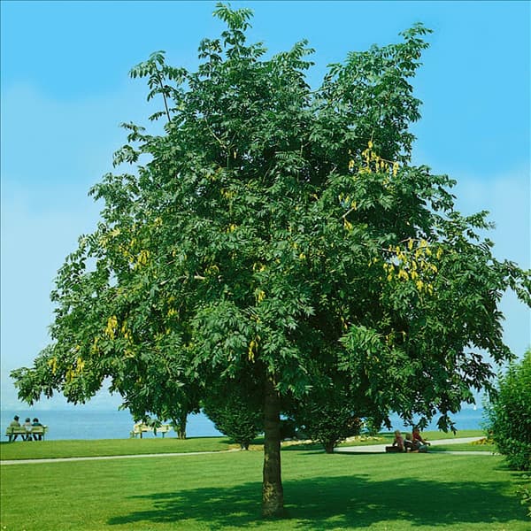 Fraxinus excelsior