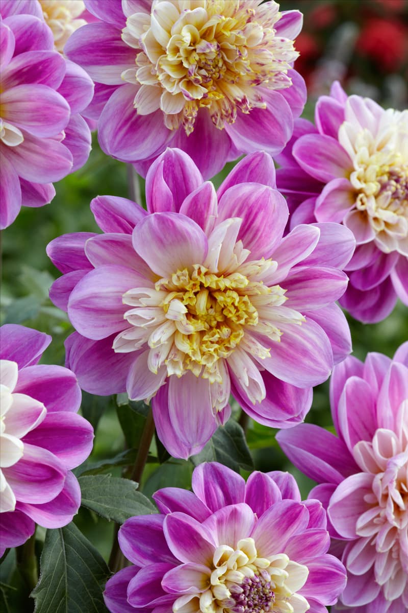 Dahlia Anemon Lambada