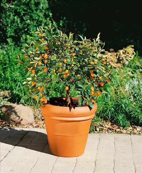 Fortunella margarita Nagami