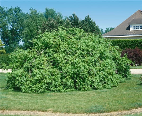 Fraxinus excelsior Pendula