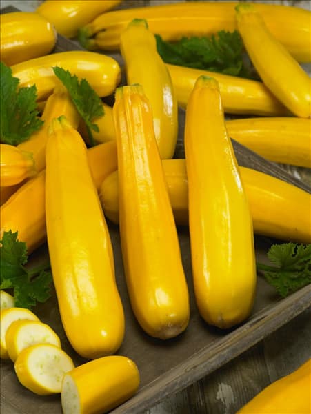 Cucurbita pepo con. giromontiina Gold Rush F1