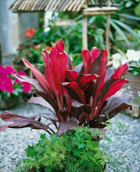 CORDYLINE fruticosa